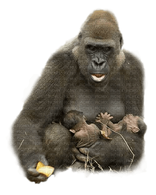 Kaz_Creations Animals Monkeys - безплатен png