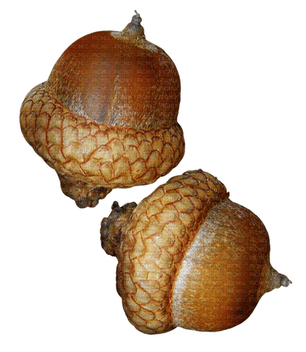 acorns - png gratuito