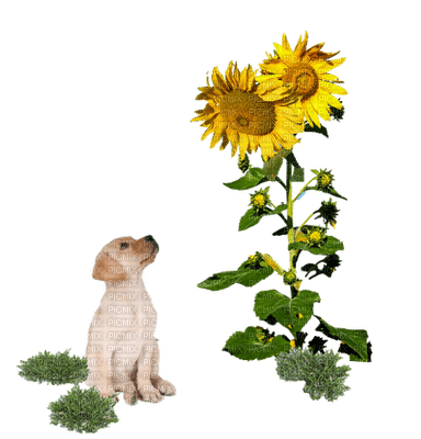 dog with flower bp - nemokama png