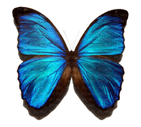 Kaz_Creations Butterfly - zadarmo png