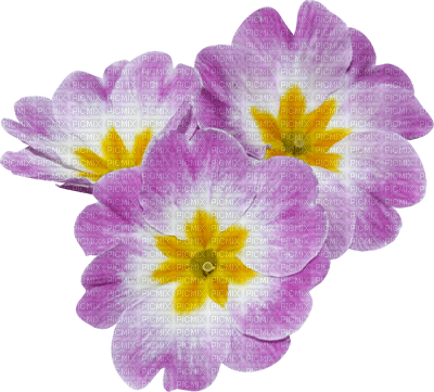 Kaz_Creations Deco Flowers Colours - бесплатно png