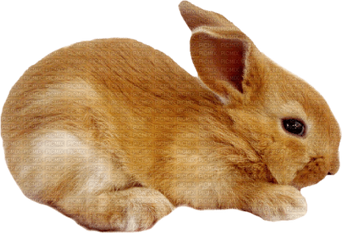 dolceluna bunny - Free PNG