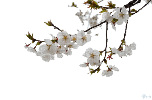 Cherry Blossom Branch - png gratuito