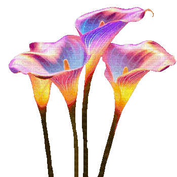 Flores - GIF animado gratis