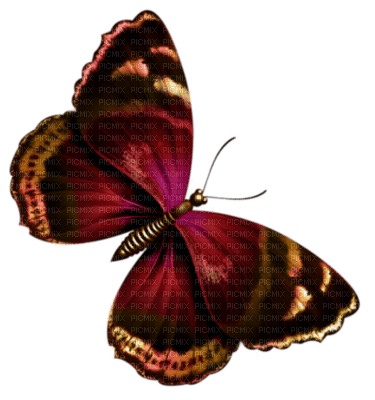 papillon - besplatni png