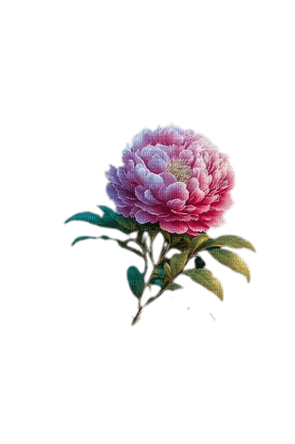 fleur pivoine - gratis png