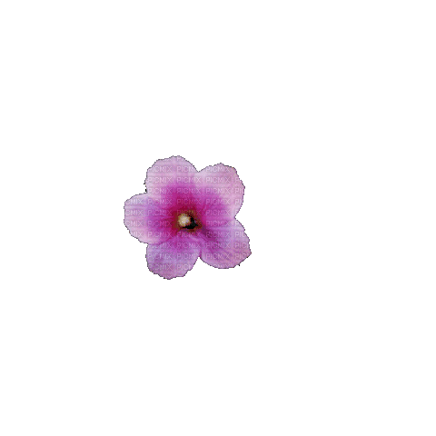 Hibiskus Blüte - Nemokamas animacinis gif