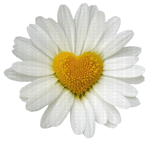 flower heart - PNG gratuit