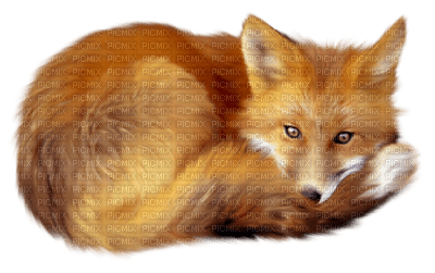 Kaz_Creations Fox - PNG gratuit