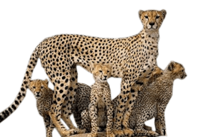 cheetah bp - bezmaksas png