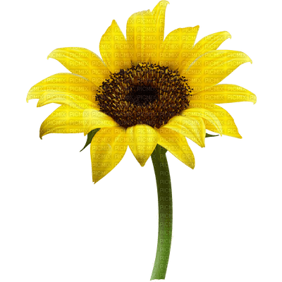 sunflowers bp - ücretsiz png