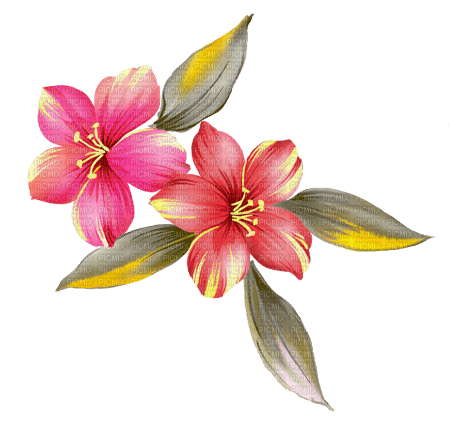 dolceluna pink asian flowers - besplatni png