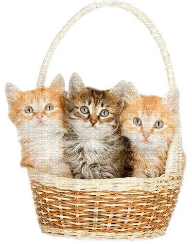 Kittens.Orange.Brown.White - By KittyKatLuv65 - png ฟรี