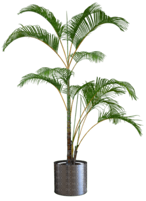 plante verte - PNG gratuit
