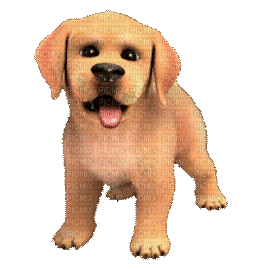 Puppy - GIF animasi gratis