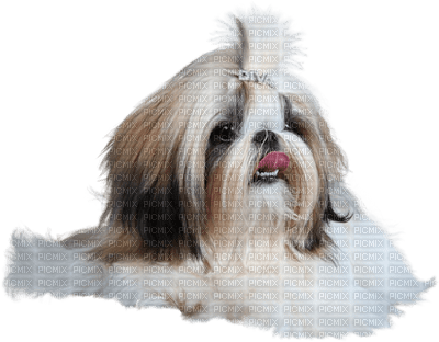 Kaz_Creations Dog Pup - Free PNG