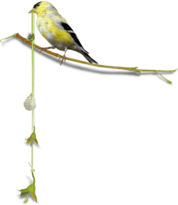 oiseaux ( - darmowe png