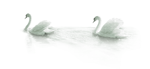 Swans-RM - PNG gratuit