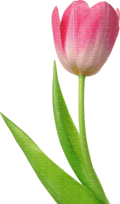 Kaz_Creations Deco Flowers Tulips Flower - png gratuito