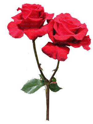 ruusu, rose - nemokama png