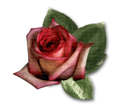 Roses dm19 - безплатен png