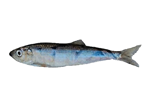 Fisch, Hering - Darmowy animowany GIF