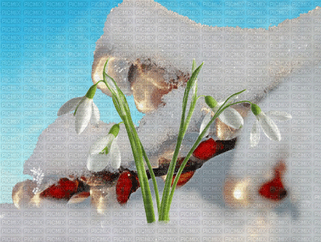 Snowdrops - Free animated GIF