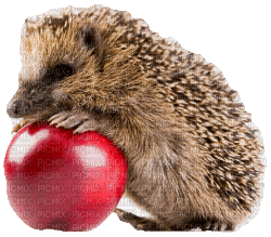 Autumn Fall Hedgehog - GIF animasi gratis