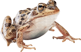 Kaz_Creations Frog Toad - δωρεάν png