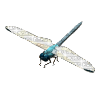 Dragonfly - GIF animé gratuit