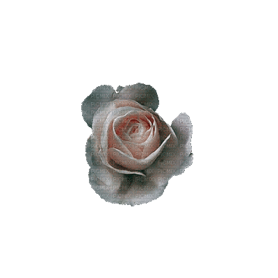 růže - GIF animasi gratis
