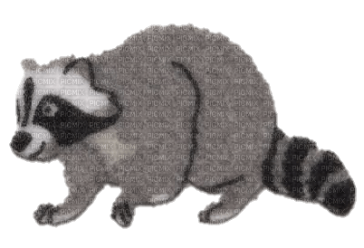 raccoon sticker - ücretsiz png
