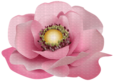 Kaz_Creations Flowers Flower - besplatni png