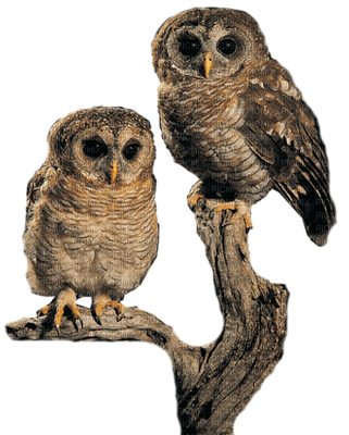 Kaz_Creations Owls Owl Birds Bird - bezmaksas png