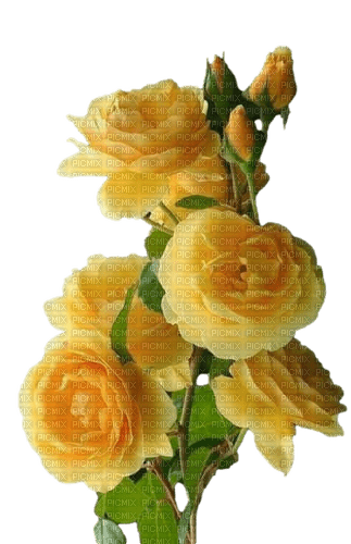 rose jaune - besplatni png