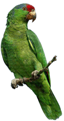 Kaz_Creations Parrot Bird - png grátis