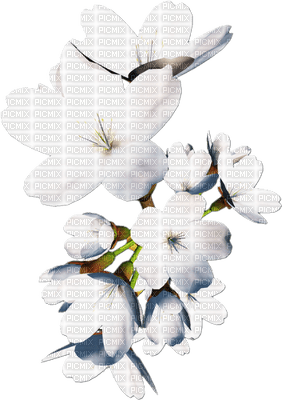 Kaz_Creations Deco Flowers Colours - безплатен png