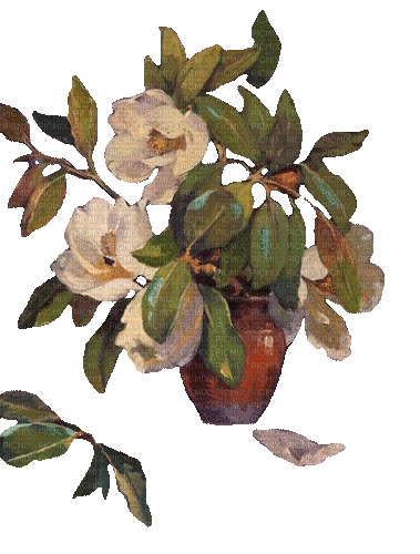 Blumen, weiß, Lorbeer, Vase - Besplatni animirani GIF