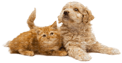 gala animals dog - gratis png
