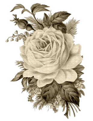flower-white rose - PNG gratuit