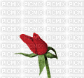 rose rouge - Zdarma animovaný GIF