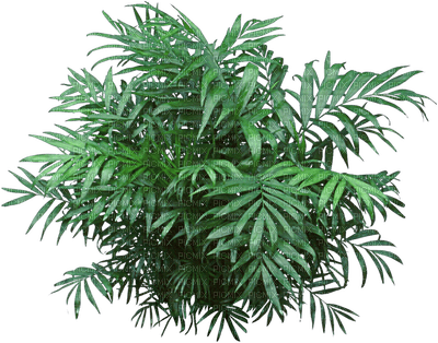 leaves bp - Free PNG