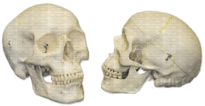 Gothic skull by nataliplus - ücretsiz png