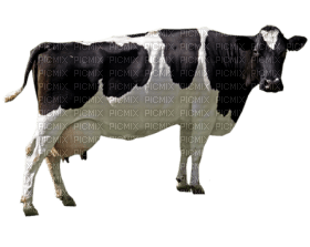 Kaz_Creations Cow - PNG gratuit