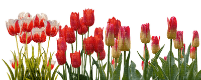 spring printemps frühling primavera весна wiosna tube deco flower fleur blossom bloom blüte fleurs blumen  garden jardin lit bed beet tulips - Free PNG