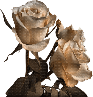 rosier blanc web charmille - gratis png