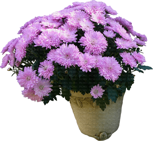 Bloemen en Planten - bezmaksas png