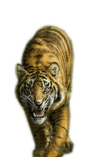 Rena Tiger Raubkatze Animal Tier - фрее пнг