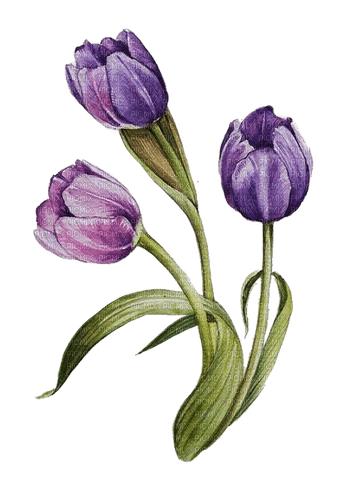 Tulpen, lila, drei - ingyenes png