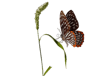 butterfly - Nemokamas animacinis gif